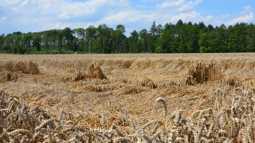 La verse peut affecter lourdement les cultures céréalières, d’où l’intérêt historique du groupe Basf pour les régulateurs de croissance et le lancement par celui-ci «d’une nouvelle spécialité tout terrain», qui doit permettre d’éviter des situations de ce type!