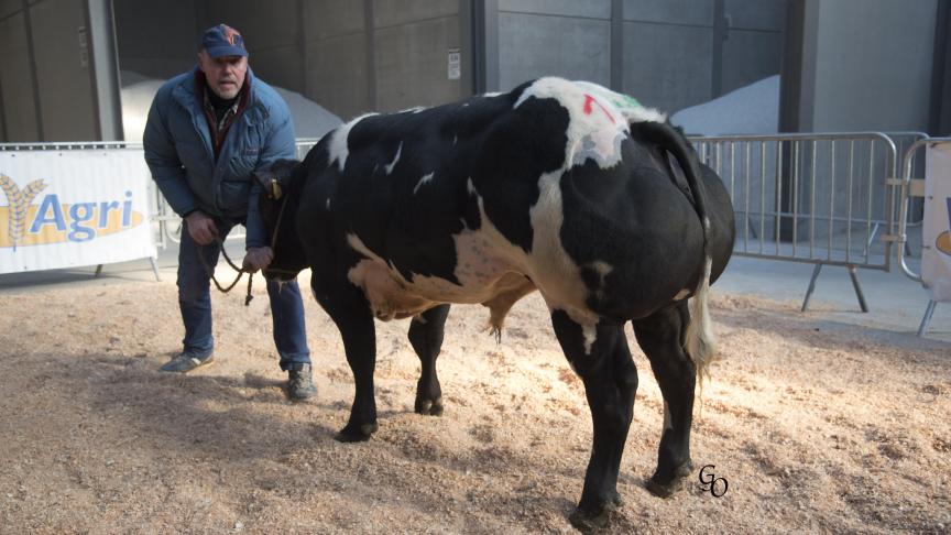 Juteux de l'Empereur (Litige X Emblème), 1
er
prix des taureaux de 10 à 18 mois, à Enrico Leonardi, Rouvreux.