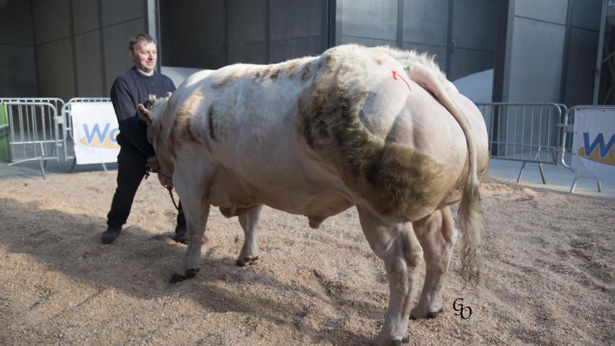 Jonas de la Rampe (Fripon X Impie), 1
er
prix des taureaux de 18 à 30 mois, à Marcel & Gilles Godefroid, Bois-et-Borsu.