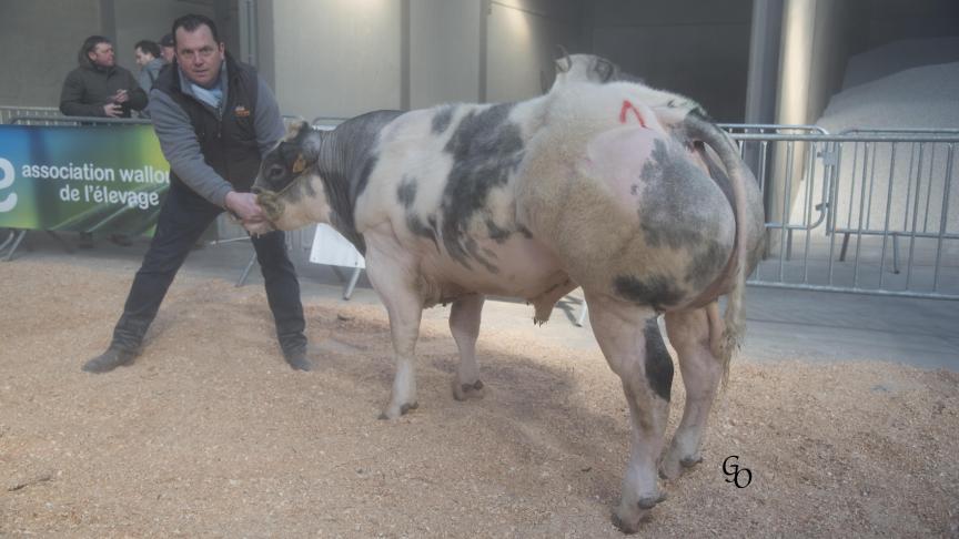 Fanfaron de Warichet (Vidal X Benhur), champion des taureaux de 10 à 18 mois, à Manu Laruelle, Faimes.