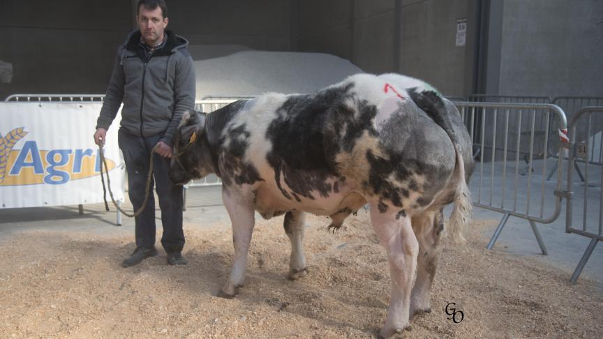 Happyday du Fond de Bois (Januzaj X Impérial), 1
er
prix des taureaux de 10 à 18 mois, à Jean-Pierre Monfort, Les Avins.