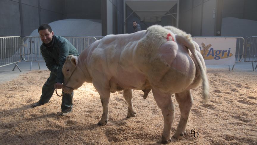 Duvet de Chardeneux (Bienfait X Dartagnan), 1
er
prix des taureaux de 10 à 18 mois, à André & Benoît Demarcin, Warzée.