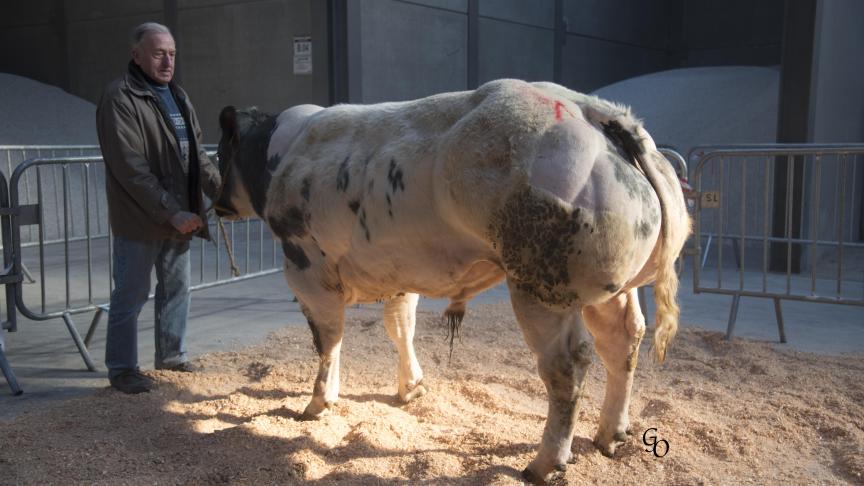 Juventus du Grand Faimes (Courtois X Joker), 1
er
prix des taureaux de 10 à 18 mois, à A. Daerden ep. Delvigne, Faimes.