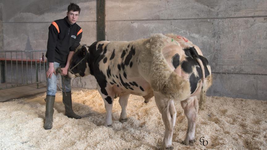 Vicieux des Volées (Toscan X Normal), champion des jeunes taureaux, à Philippe Lebrun-Cloet, Saint-Gérard.