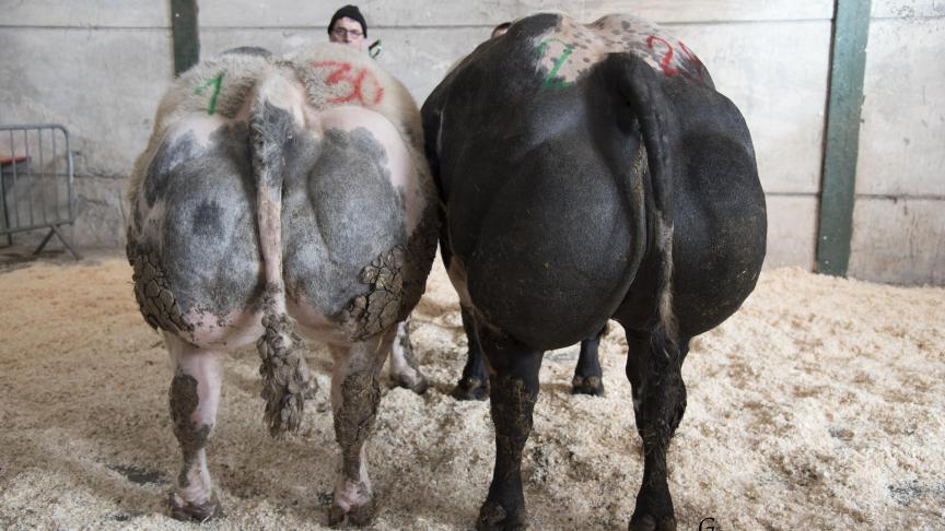 Série du champion des 30 à 54 mois. Le 1
er
prix : Secours des Tiennes; le 2
e
prix mais néanmoins champion: Canonnier de Biert (Impérial X Harpon) à Geneviève Marlair, Furnaux.