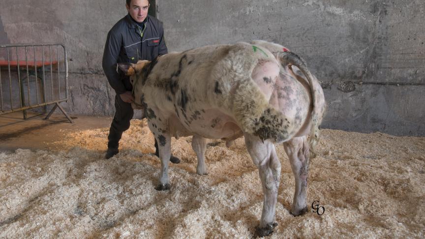 Grison de Biert (Wilmots X Shériff), champion des veaux mâles, à Marie-Hélène Daxhelet-Rabeux, Ermeton-sur-Biert.