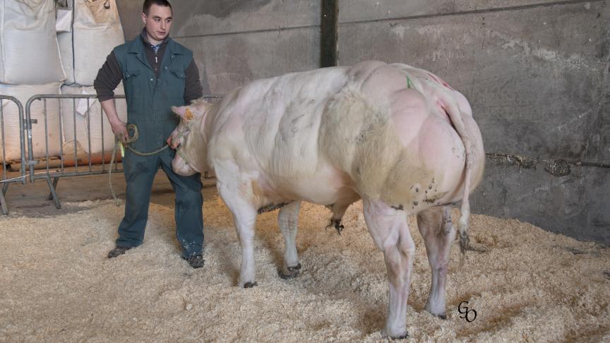 Eliot du Falgi (Alibaba X Tigrou), 1er prix des taureaux de 10 à 18 mois, à Christian Guillaume, Falisolle.