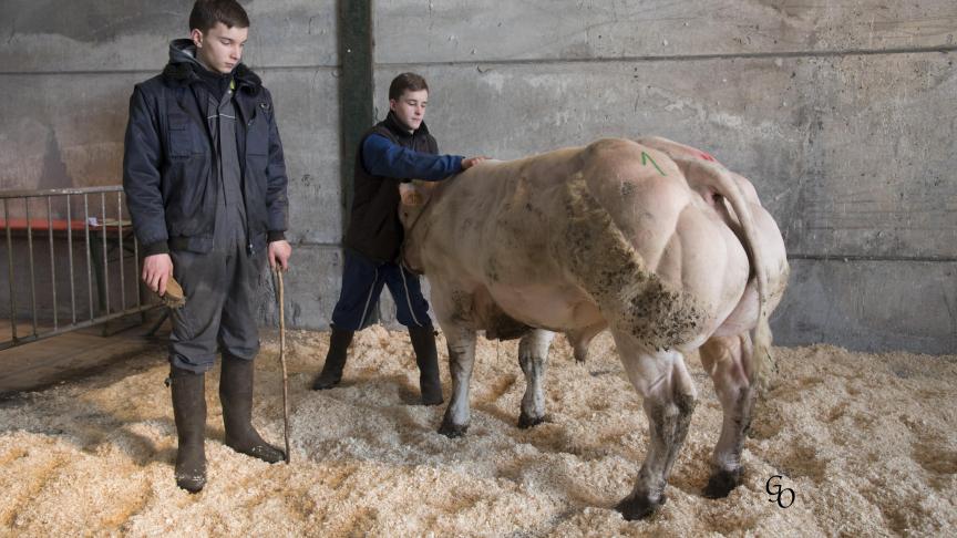 Séducteur des Croix Dames (Occident X Benhur), 1er prix des taureaux de 10 à 18 mois, à Yves Noel, Rosée.