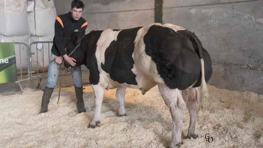 Verdun des Volées (Tilouis X Auteur), 1er prix des taureaux de 10 à 18 mois, à Philippe Lebrun-Cloet, Saint-Gérard.