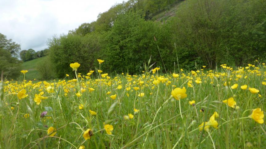 Une prairie à haute valeur biologique est riche en renoncule bulbeuse.