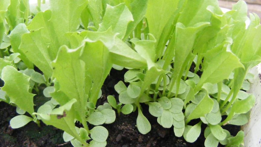 Les semis de printemps se font à chaud avec une préférence pour les semis en godets ou en mottes pressées. Les semis d'été et d'automne se font en plein air pour avoir des plants à racines nues ou des plants en godets ou mottes pressées.