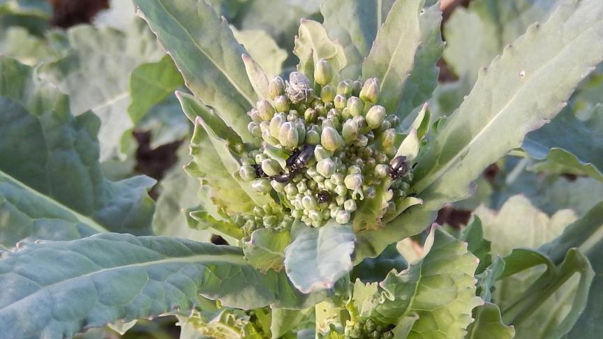 Les plus petites plantes sont les plus fragiles vis-à-vis des attaques de méligèthes qui recherchent le pollen dans les boutons avant la floraison.