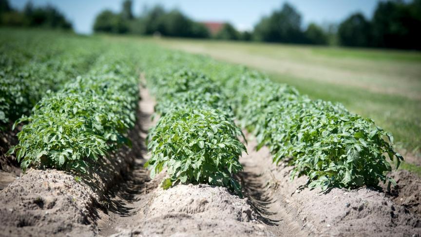 agriculture-2654157_1920