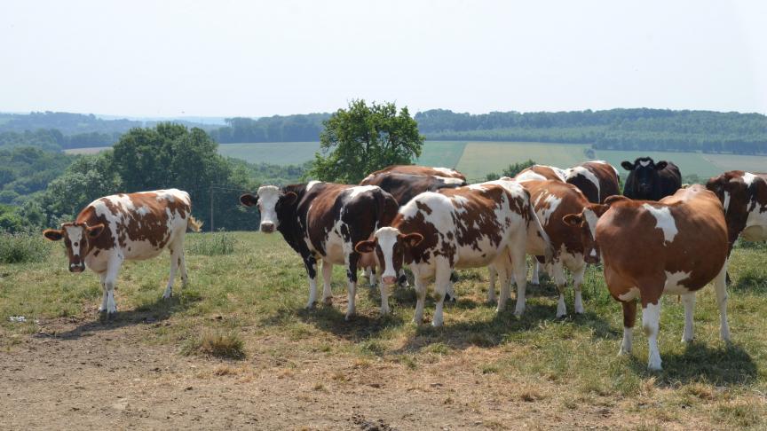 En janvier 2018, la collecte a progressé dans presque tous les pays membres à l’exception de  la Hongrie.