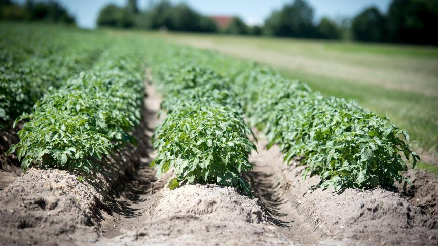 agriculture-2654157_1920