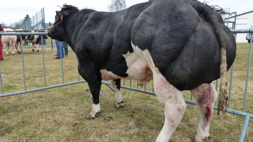 Bradley de St Fontaine (Januzaj X Impérial), champion des jeunes taureaux, à Edmond Jaaques, Arlon.