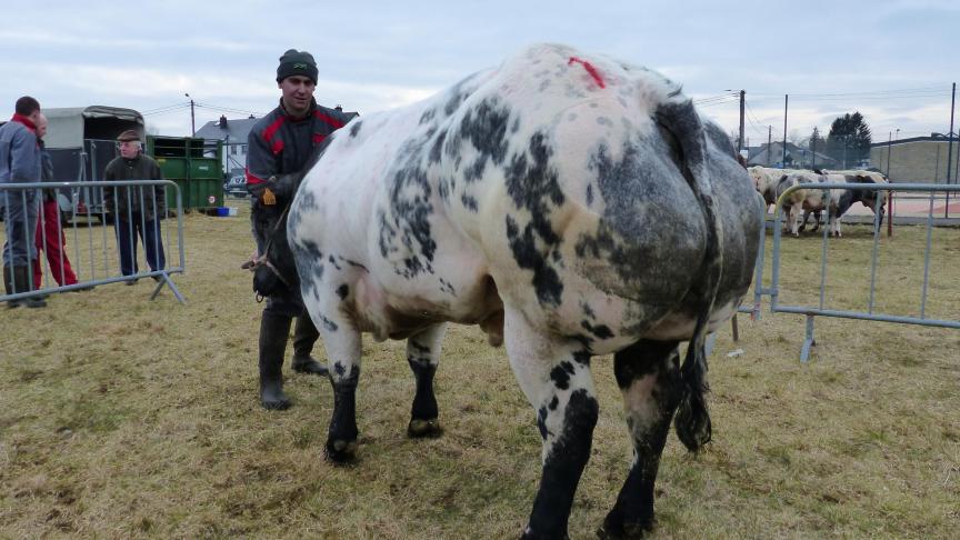 Veinard des Hayons (Attribut X Imprevu), 1er prix des taureaux de 18 à 30 mois, à Véronique Masson, Florenville.