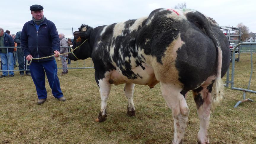 Verdi des Freines (Idefix X Noceur), champion des gros taureaux, à Philippe Marchal, Bleid.