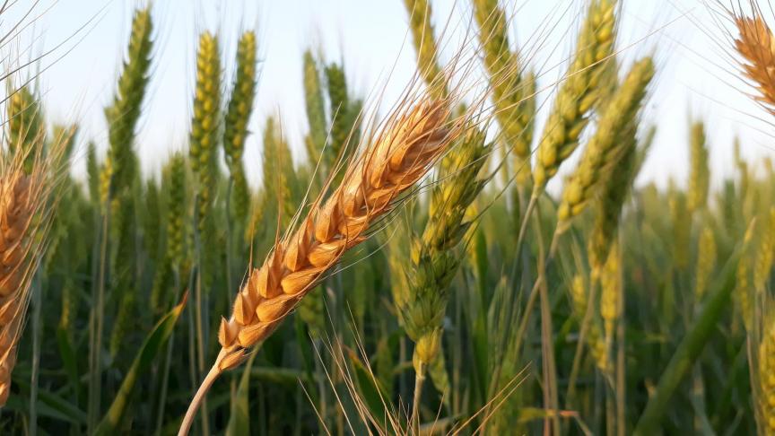 Céréales: un potentiel pour les valoriser localement?