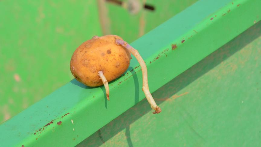 Attention, la sensibilité à l’égermage varie selon les variétés!