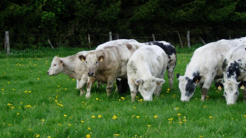 Dès que la portance du sol le  permet, et que la pousse de l’herbe est bonne, il est conseillé de sortir les animaux.