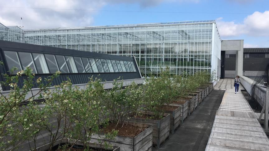 La «ferme urbaine» établie sur les toits à Bruxelles vise le zéro rejet et n’utilise ni antibiotiques ni pesticides.