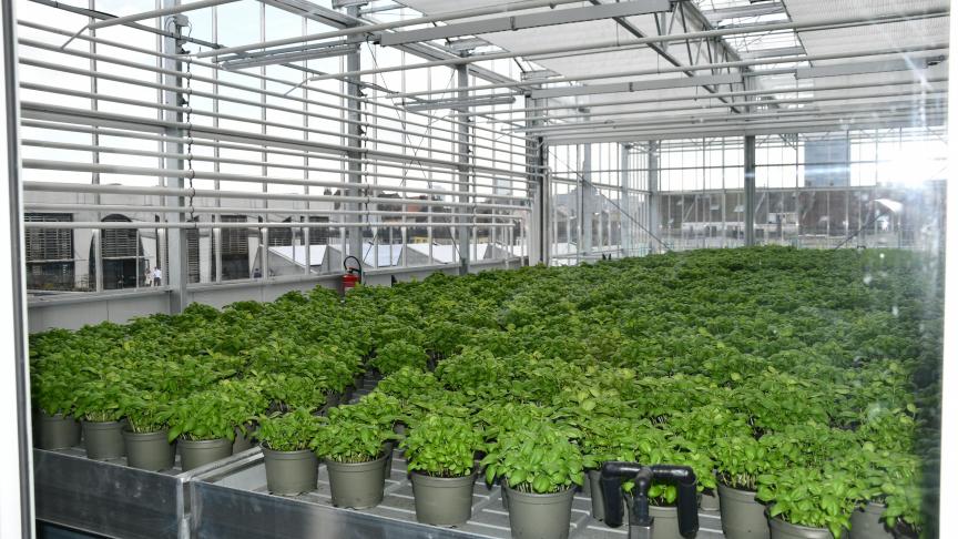 Vue partielle de production de plantes aromatiques dans les serres.