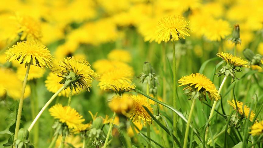 dandelion-3345317_1920