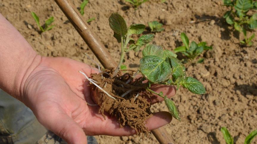 Il convient également de tenir à l’oeil et maîtriser les repousses.