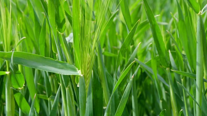 La période s’étalant entre le stade dernière feuille étalée et la sortie des barbes est le moment clé pour protéger les escourgeons.