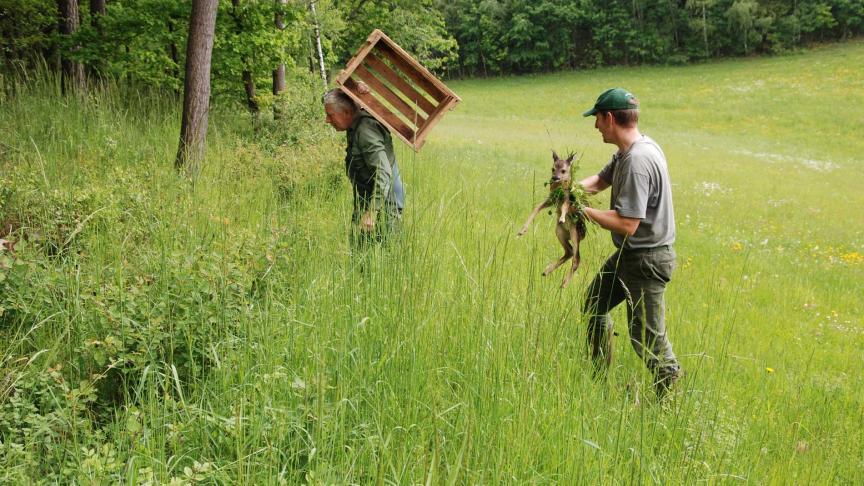 Sauvetage d’un faon  en prairie.