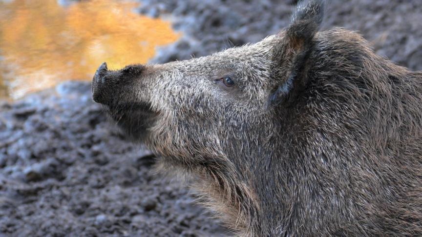 Si la peste porcine venait à se  répandre en  Belgique,  les sangliers  en seraient  certainement  des vecteurs  privilégiés.