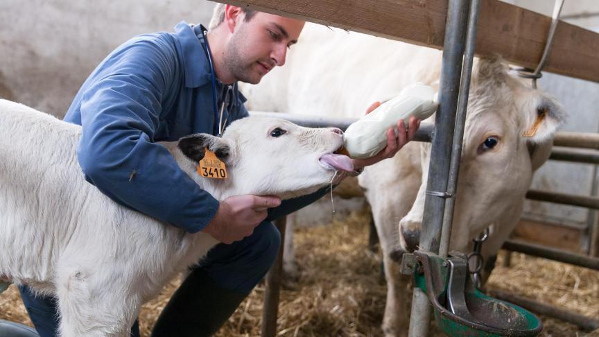 Une fois que l’étudiant parraine un veau, il intervient alors activement, notamment, dans le nursing du nouveau-né.