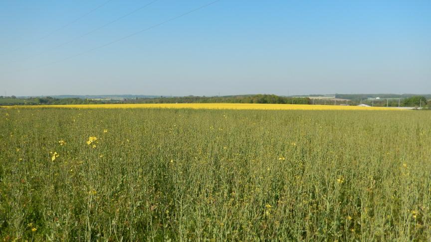 Voici une photo avec, à l'avant-plan, une parcelle de colza bio qui ne fleurit pas (dégâts importants de méligèthes) et, à l’arrière-plan, un colza cultivé de manière conventionnelle, en pleine floraison, sans problème particulier.