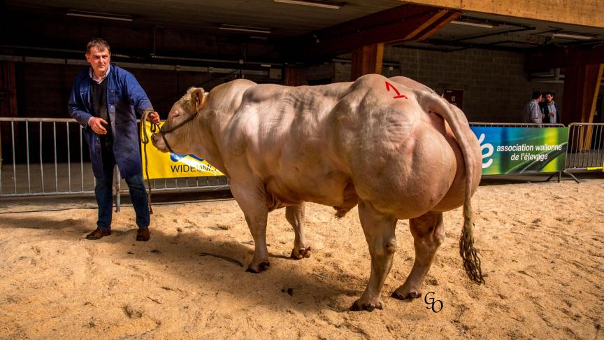 Tarzan de Cobreville (Poltron X Harpon), champion des gros taureaux, à Christophe Lequeux, Vaux-sur-Sûre.