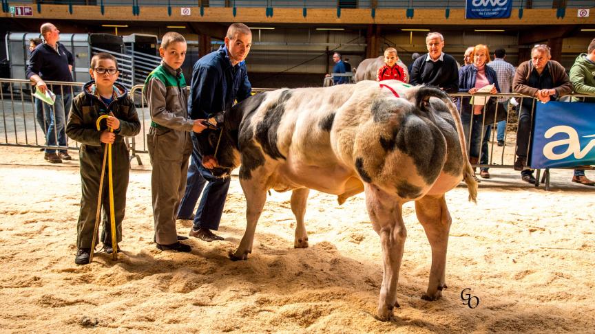 Alligator de Renuamont (Odorat X Casper), champion des veaux mâles, à Paul-Emile & Patrick Pierlot, Sainte-Ode.