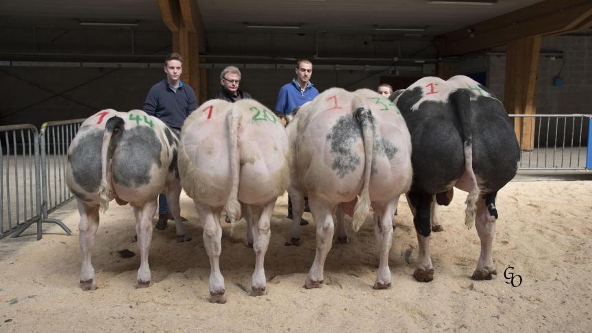 Lot de 1
ers
 prix à Paul-Emile & Patrick Pierlot, Sainte-Ode.