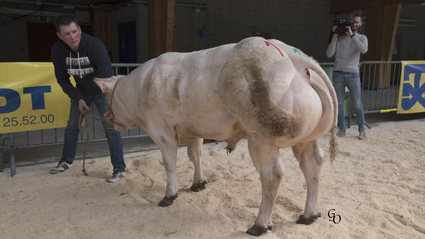 Adjuvant du Donjon (Hazard X Impérial), 1
er
 prix des taureaux de 10 à 18 mois, à Jean-Marc et Baptiste Perin, Grandhan.