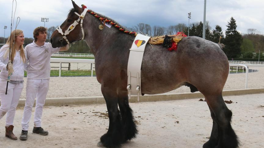 Angela van ‘t Ravensgat, 1
er
 prix des juments de 8 à 9 ans, à Camerlinck - Comeine – Sleidinge.
