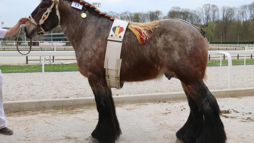 Fideel van ‘t Roetaart, 1
er
 prix des étalons de 4 ans, à Dominique Van Riet – Londerzeel.