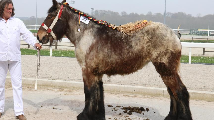 Fina de Lichereau, 1
er
 prix des pouliches de 2 ans grande taille, à Philippe Deconinck – Arville.
