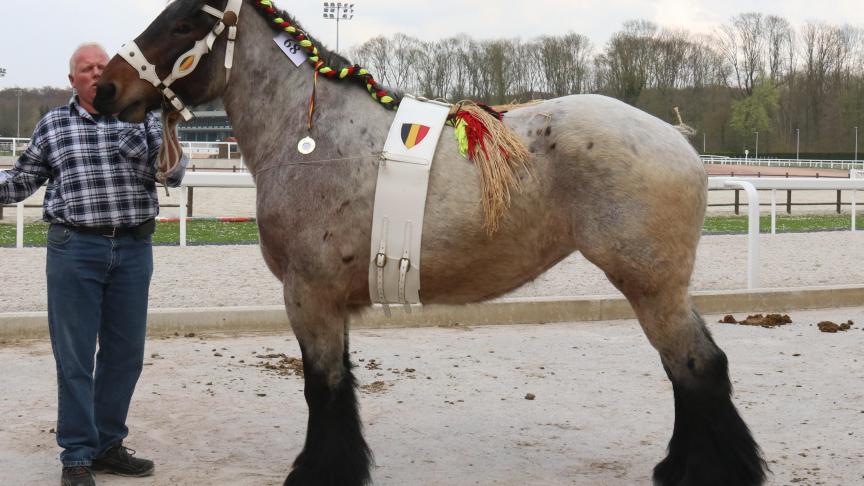 Iris de la Vallée, 1
er
 prix des juments de 4 ans, à P. De Jaeger – Frameries.