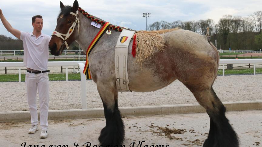 Jana van‘t Bos van Vlaams Brabant, 1
er
 prix des juments de 5 ans et championne du jour, à Fam. Hussin – Wauthier-Braine.
