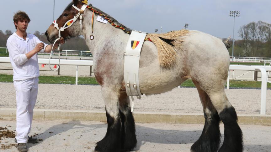 Marina du Bois de Boussu, 1
er
 prix des juments de 3 ans basse taille, à Steve Nee – Boussu.