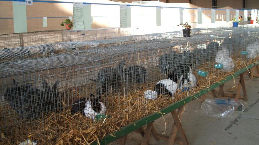 Ancien instituteur, Gustave aime transmettre ses connaissances. Il souhaiterait que les jugements lors des expositions soient effectués le vendredi pour inviter les écoliers à découvrir nos multiples races et espèces.