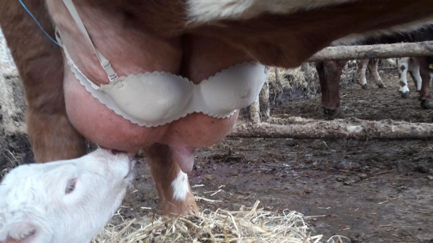 Capture d’écran Twitter (Donald Ross).