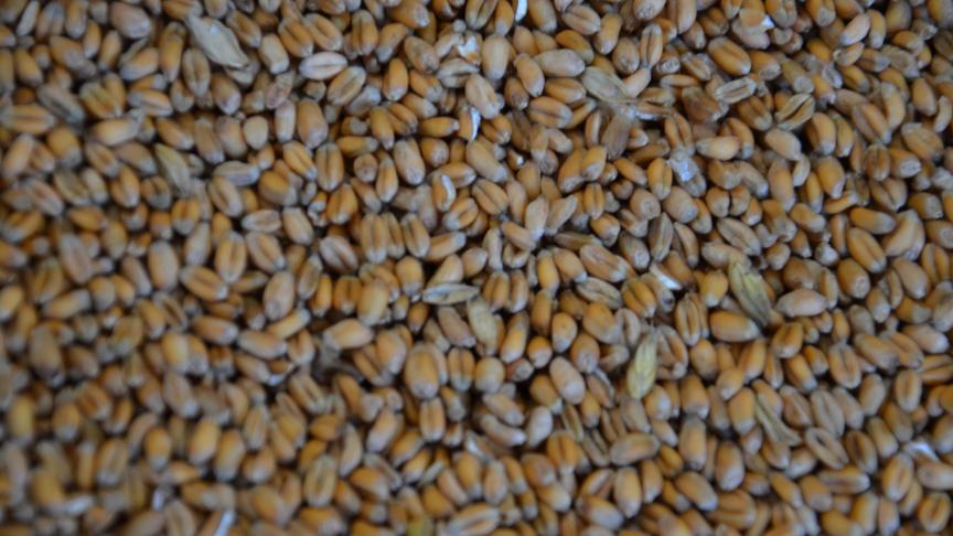 L’impact des sécheresses en Argentine et aux États-unis est moins élevé sur le marché européen que sur les cours américains.