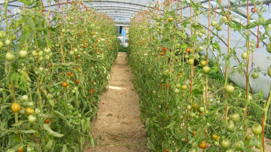En limitant les arrosages en fin de culture de la tomate, nous retardons un peu la maturation de fruits. Cela peut être intéressant pour économiser l'eau en août-septembre et pour étaler les cueillettes. Il ne faut cependant pas oublier de «rendre au sol» l'eau qui a été ainsi épargnée. Le risque d'une remontée sensible de la salinité est réel.