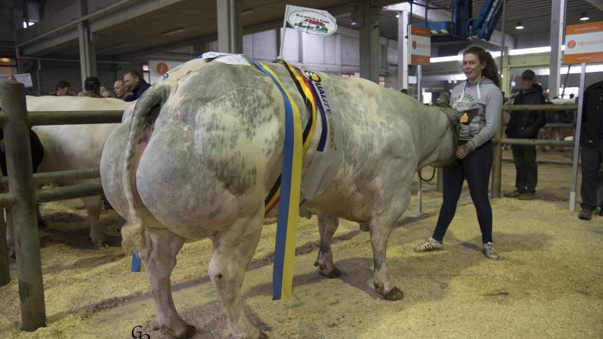 Championne catégorie femelle à Bertrand Léonard (Boucherie Pondrome) – Origine : Picadilly de l'élevage de Fooz.