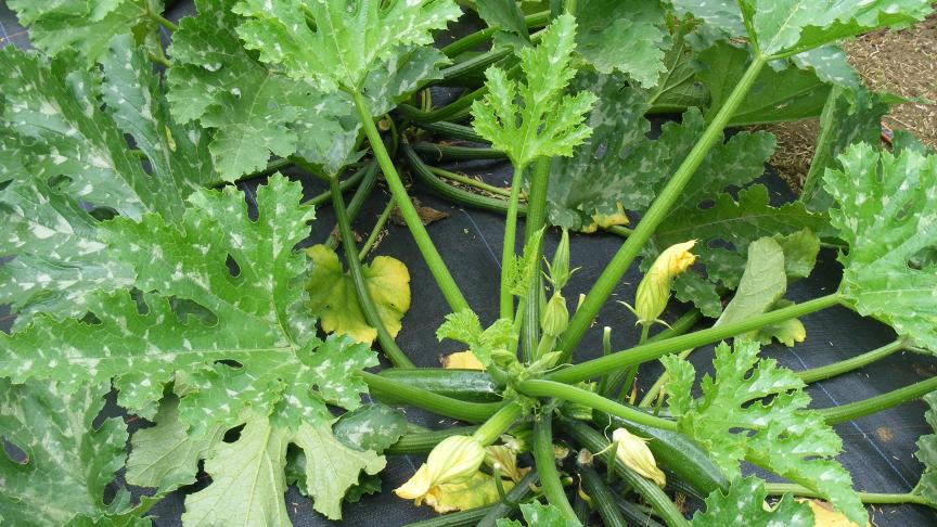 Le paillage permet de faciliter le désherbage et d'économiser l'eau d'arrosage.